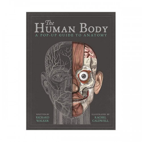 ▣Wellness Life▣ The Human Body : A Pop-Up Guide to Anatomy (Hardcover, 영국판)