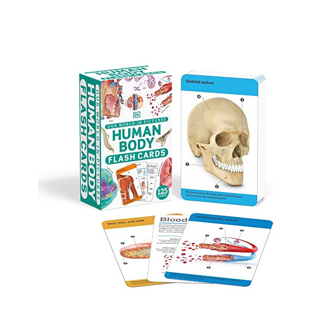 DK Our World in Pictures Human Body Flash Cards 