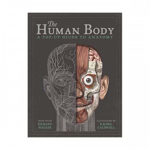 [�ĺ�:B��(�𼭸� ����)]The Human Body : A Pop-Up Guide to Anatomy